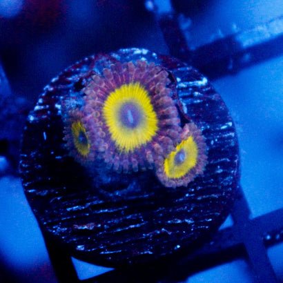 JC Hypnotoad Zoanthid