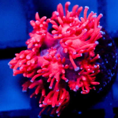 JC Red Dragon Goni