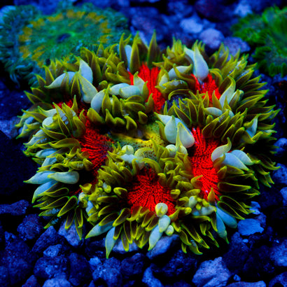 JC Ultra Rock Flower Anemome