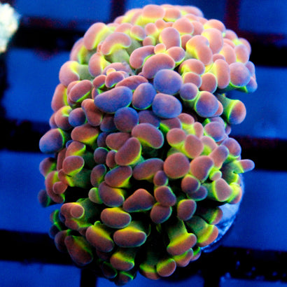 SBB Hologram Hammer 2 Heads