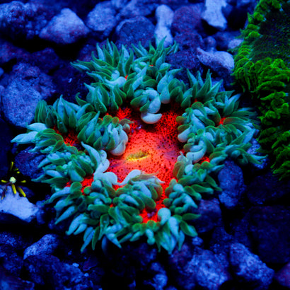 JC Ultra Rock Flower Anemome