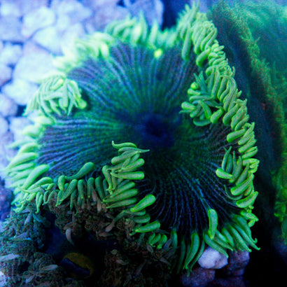 JC Ultra Rock Flower Anemome