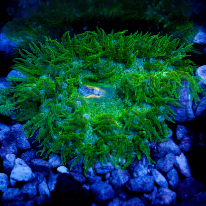 JC Ultra Rock Flower Anemome