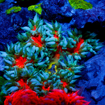 JC Ultra Rock Flower Anemome