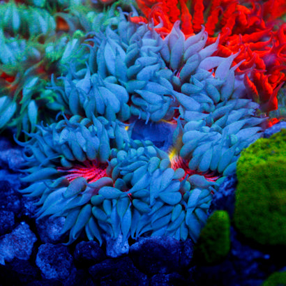 JC Ultra Rock Flower Anemome