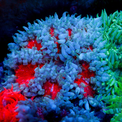 JC Ultra Rock Flower Anemome