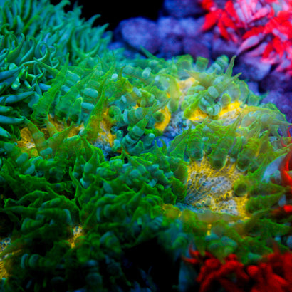 JC Ultra Rock Flower Anemome