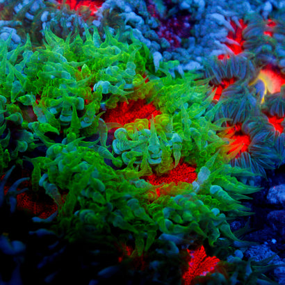 JC Ultra Rock Flower Anemome