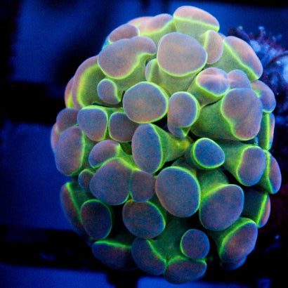 JC Ultra Hologram Hammer