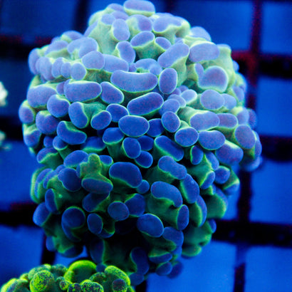 JC Blue Bubbles 2+ Heads