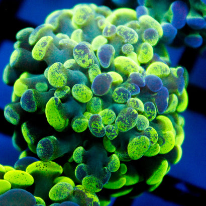 JC Ultra Splatter Hammer