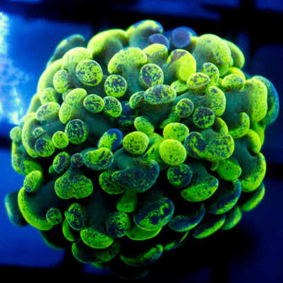 JC Ultra Splatter Hammer