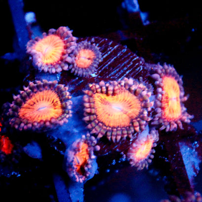 speckled Kraze Zoanthid