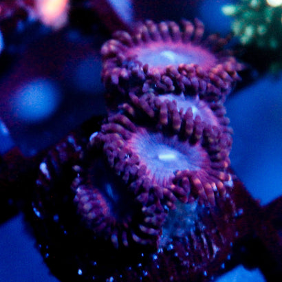 Subdued Molten Sulfer Zoanthid