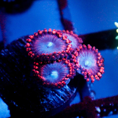 Molten Sulfer Zoanthid