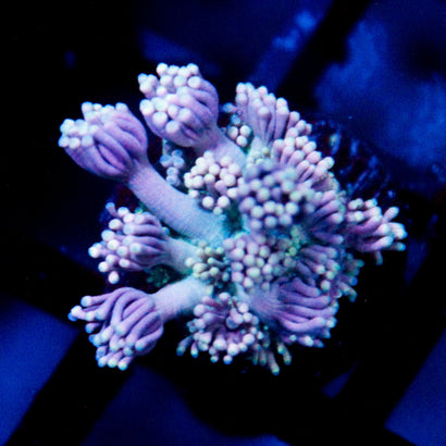 Poseidon's Blessing Goni