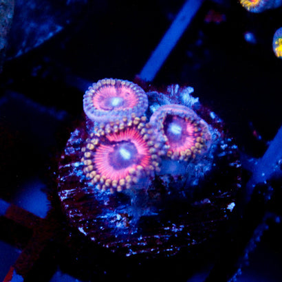 JC Pink Quasar Zoanthid