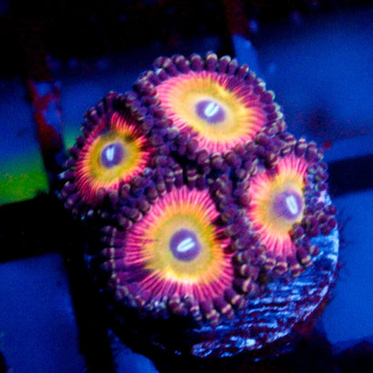 Hypnotoad Zoanthid