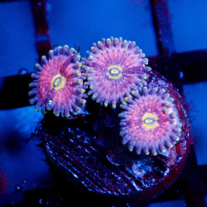Pink Paradise Zoanthid