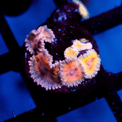 Stratocaster Zoanthid