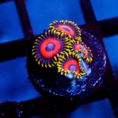 Fireworks Zoanthid