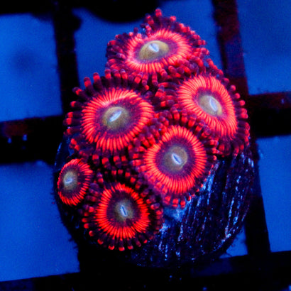 Ultra Extravaganza Zoanthid