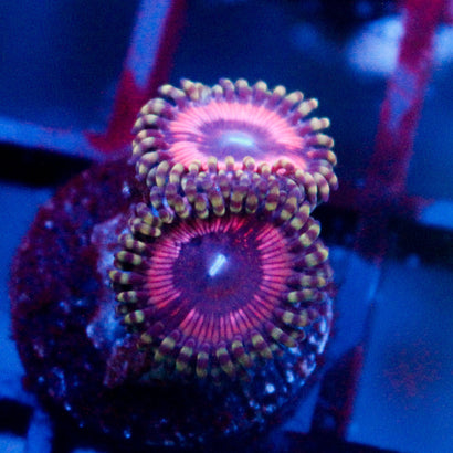 Pink Quasar Zoanthid