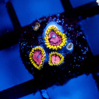 Purple Monster Zoanthid