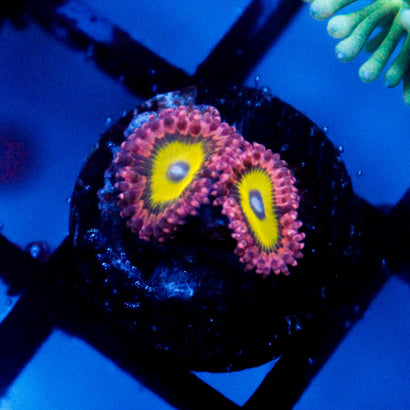 Flower Fall Zoanthid