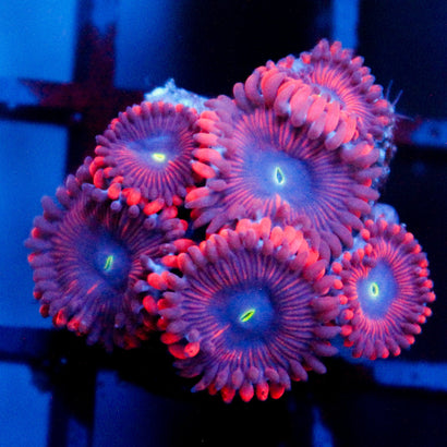 Red People Eater Zoanthid