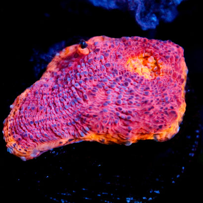 Grape Inferno Rainbow Chalice