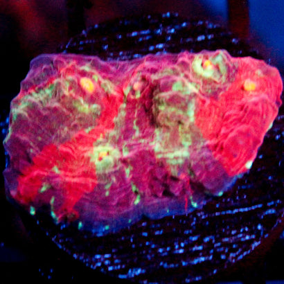 Shattered Earth Chalice