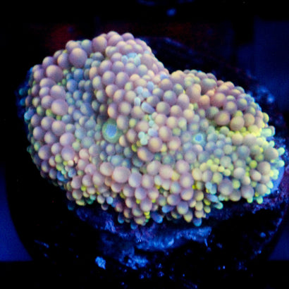 Lemonade Party Ricordea