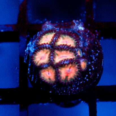 Peach Bellini Zoanthid