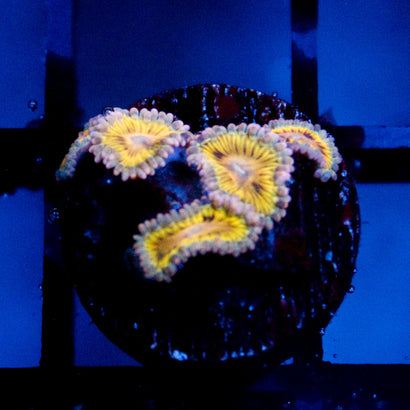 Stratocaster Zoanthid