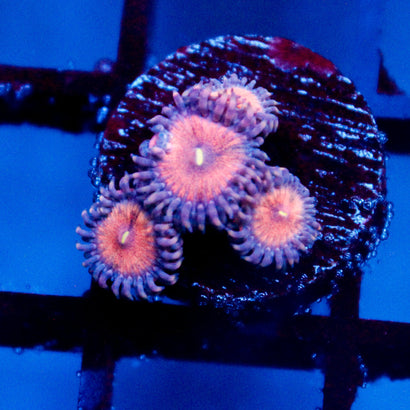 Amber Bliss Zoanthid