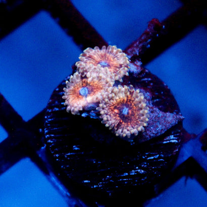 Neptunes Bounty Zoanthid