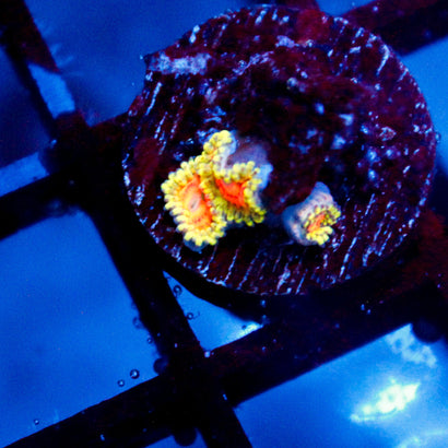 Rainbow Incinerator Zoanthid