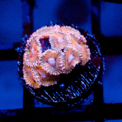 Pink Scream Zoanthid