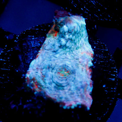 Pacific Paradise Chalice