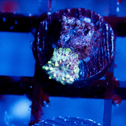 Baby Neptune Bounce Mushroom