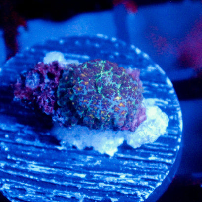 Slightly Radioactive Rhodactis