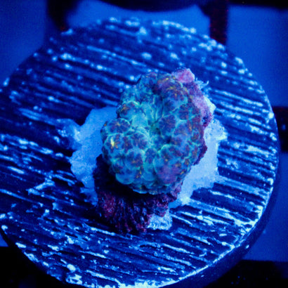 Slightly Radioactive Rhodactis