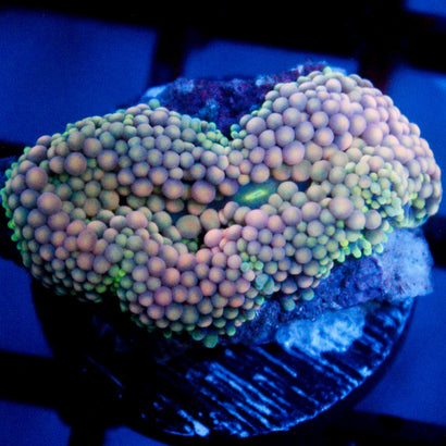 lemonade Party Ricordea