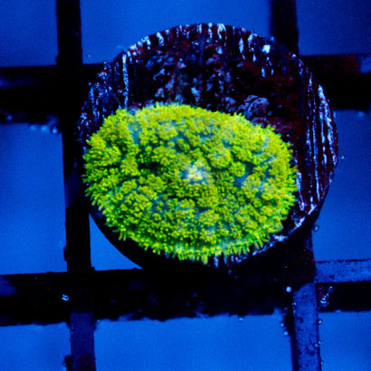 Neon Green Rhodactis Mushroom