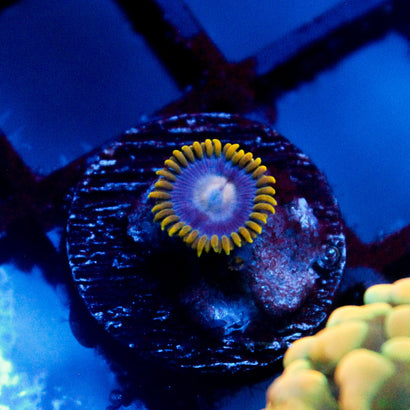 Gold Burst Zoanthid