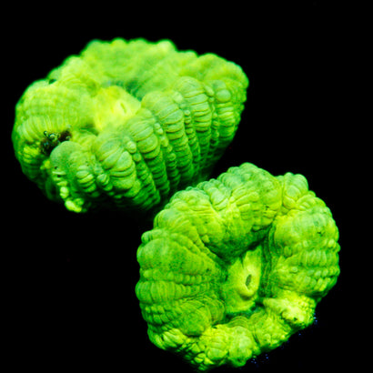 JC Trumpet Coral