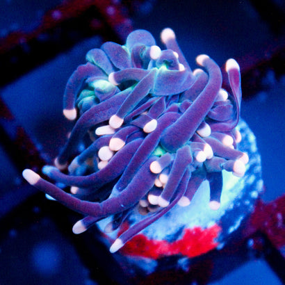 Pink Tip Hurricane Torch