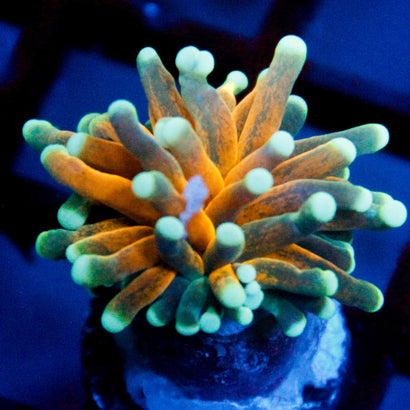 Sinister Teal Tiger Torch