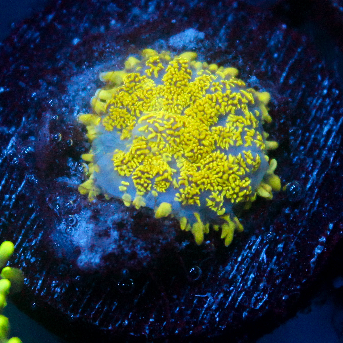 JC Glowstone Rhodactis